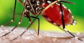 Planos de saúde cobrirão teste de dengue rápido em 2016