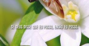 Encantadoras fotos de Joaninhas com gotas d’água sobre seus corpos