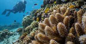 Corais parecem pedras imóveis, mas são colônias de animais que podem crescer por séculos e abrigar uma enorme variedade de espécies
