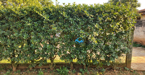 A planta pouco conhecida que cresce em poucos meses, protege o quintal do sol forte e ainda pode ir direto para o prato