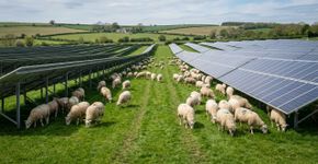 Casal de Vermont começou com 30 ovelhas em 2018; 7 anos depois, já tinha 500 animais cuidando da vegetação em 1.500 acres de usinas solares no Nordeste dos EUA