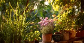 Essas árvores liberam aromas que fazem mosquitos se afastarem do ambiente