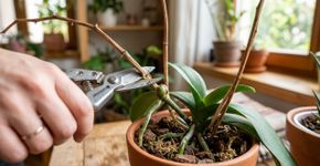 Como podar uma orquídea após a floração para obter mais flores e um crescimento mais saudável