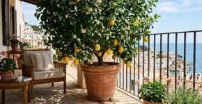 A planta frutífera que não só decora: ela também absorve calor e produz toneladas de oxigênio, transformando sua varanda em um oásis verdejante