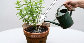 Recupere a hortelã sem crescimento com o uso estratégico do chorume de compostagem na adubação semanal
