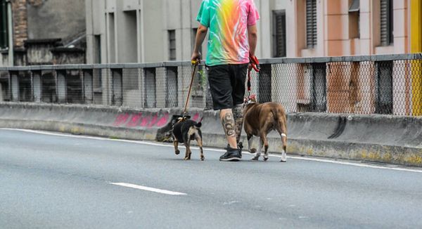 Minhocão é um espaço perfeito para passear com os cães - Fotos: Cris Berger