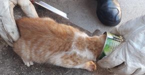 Gato prende cabeça em lata e caso reforça descarte correto de lixo