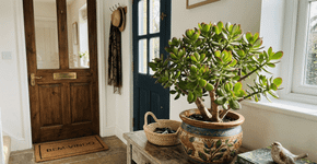 Para que serve colocar a planta jade na entrada e como regar para ela nunca apodrecer o caule