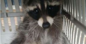 Foto: (Fox Wood Wildlife Rescue)