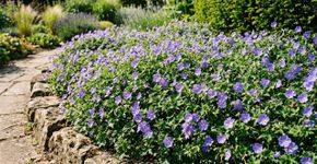 Recomenda-se aos jardineiros que parem de plantar gerânios e os substituam por esta flor azul muito mais resistente