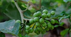 6 benefícios da planta jurubeba para a saúde