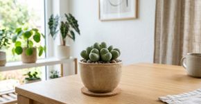 A suculenta mais rara do momento: como cultivá-la em vaso e transformar sua sala
