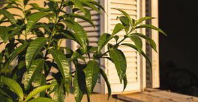 A planta esquecida que perfuma o quintal, afasta mosquitos e ainda vira chá calmante