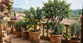 As 10 melhores árvores frutíferas que prosperam em vasos e recipientes