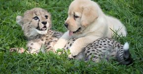 Guepardos são tão tímidos que estão recebendo apoio canino