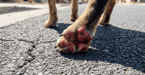 O fim dos passeios no asfalto quente: cada vez mais donos de pets estão optando por calçados de proteção mais confortáveis e seguros para evitar queimaduras graves nas almofadinhas das patas