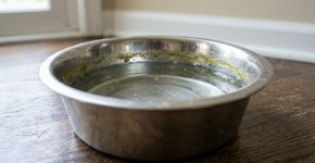Os veterinários concordam: esta é a frequência ideal para higienizar o bebedouro do seu pet