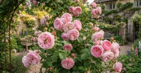 A flor símbolo dos jardins ingleses que está conquistando os quintais modernos, perfumada e surpreendentemente resistente