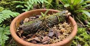 Universidade de Kobe revela a biologia oculta que usa madeira podre para alimentar orquídeas e vencer a escassez de nutrientes do solo