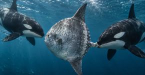 Orca segura um peixe-lua enquanto outra ganha velocidade para destruí-lo com uma cabeçada