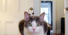 Tumblr reúne fotos de adoráveis gatos de Nova York