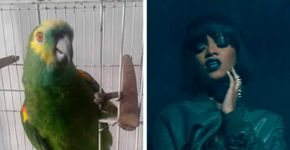 Vídeo de papagaio cantando Rihanna ressurge na internet
