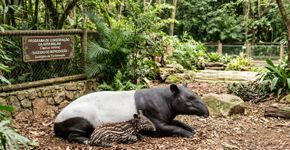 A Espanha faz história com o nascimento de um animal em perigo de extinção: eles lutam pela sua conservação há 20 anos