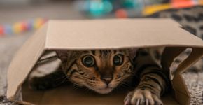 Como gastar energia do seu gato ou cachorro em casa
