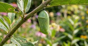 Se você encontrar algum casulo de borboleta em sua casa ou jardim, nós lhe falaremos o que isso significa e por que é algo bom