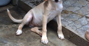 Conheça 20 animais que precisam de uma casa e muito amor