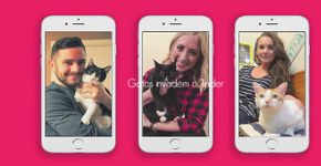 Gatos órfãos buscam novos lares via Tinder
