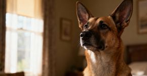 Audição dos cães revela por que fogos causam tanto medo
