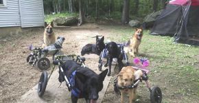 Mulher adota seis cachorros com deficiência ou doença