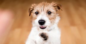 Veja cuidados a se ter com os cachorros sem raça definida