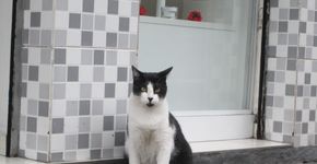 Gato escapa de ser morto para consumo em SP