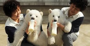 Confira nossa galeria de animais gêmeos
