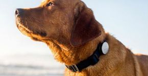 Conheça startups focadas no conforto de animais de estimação e seus donos