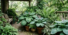 Um jardim sombreado: que plantas escolher para criar um oásis verde sem luz solar direta?