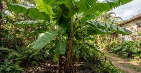 Agrônomos explicam por que algumas bananeiras crescem bem, mas produzem menos