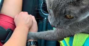Este gatinho se despediu dos donos segurando a mão deles
