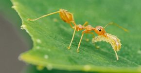 Foto: (Pawich Sattalerd/iStock)
