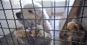 CCZ de SP divulga animais que esperam há anos por adoção
