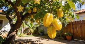 O fruto com formato de estrela que cresce em uma árvore linda que deixa qualquer jardim refrescante com uma sombra fresquinha