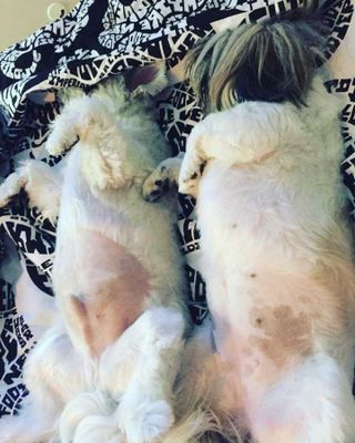 Veja alguns dos cães e gatos que já estão participando do #MostreABarriguinha!