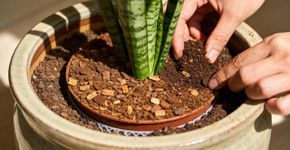 Por que colocar borra de café na espada-de-são-jorge é um truque natural que deixa sua planta mais bonita