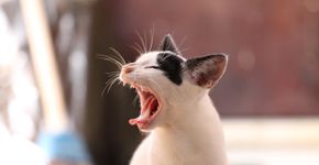 Ela largou tudo por uma pousada de pets e hoje fatura R$ 1,8 milhão por ano