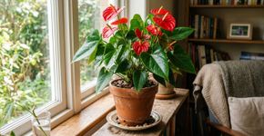 Eis como fazer o antúrio em vaso produzir flores o ano todo por muito tempo.