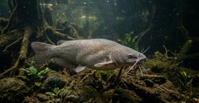 Este peixe pode produzir uma descarga de até centenas de volts sem parecer uma enguia elétrica