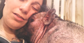 Vídeo mostra leitão cego sendo embalado com cantiga de ninar por sua tutora