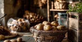 Nem na geladeira nem fora: O melhor lugar para armazenar batatas